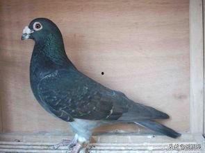 娱乐吃瓜君鸽子,揭秘娱乐圈背后的那些事儿